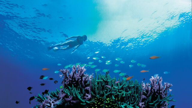 View of Coral and Snorkeler from below